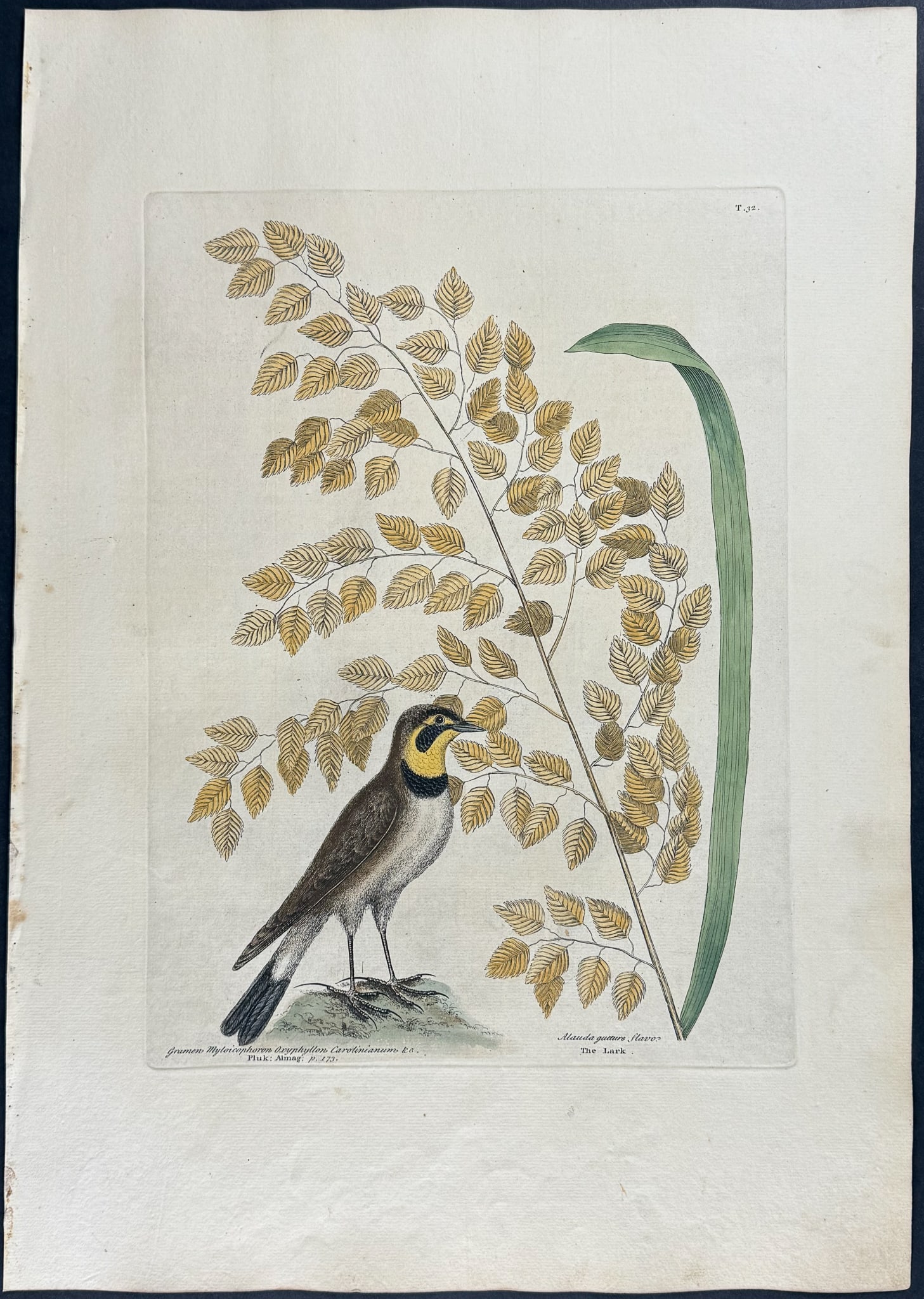 Catesby, First Ed - Lark with Seaside Oat. 1-32: We are pleased to offer this folio engraving from Mark Catesby?s The Natural History of Carolina, Florida and the Bahama Islands: Containing the Figures of Birds, Beasts, Fishes, Serpents, Insects, an