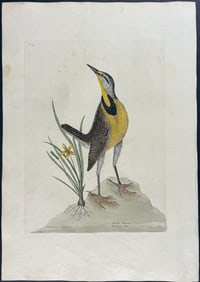 Catesby, First Ed - Large Lark with Little Yellow Starflower. 1-33