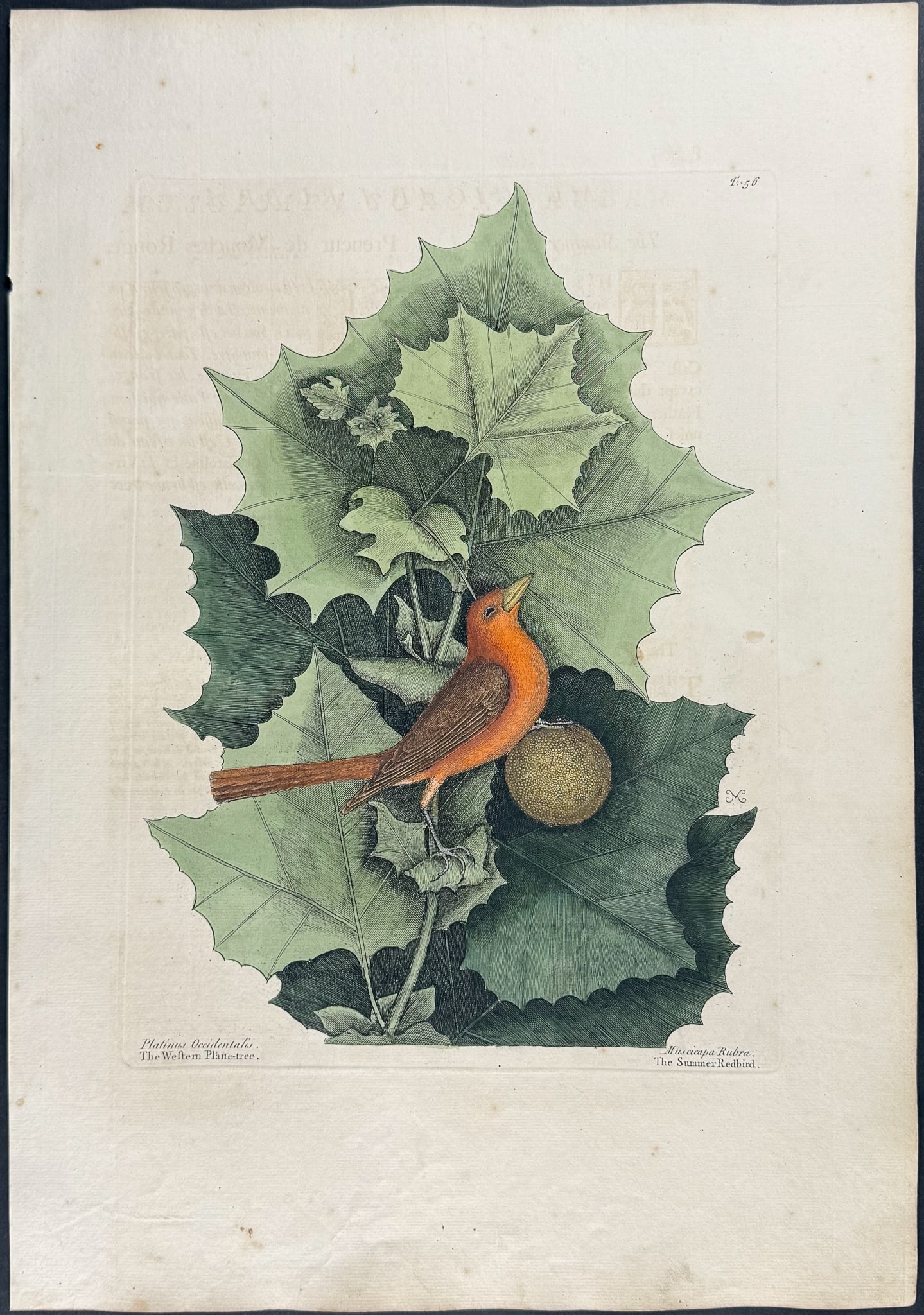 Catesby, First Ed - Summer Redbird with Western Planetree. 1-56: We are pleased to offer this folio engraving from Mark Catesby?s The Natural History of Carolina, Florida and the Bahama Islands: Containing the Figures of Birds, Beasts, Fishes, Serpents, Insects, an