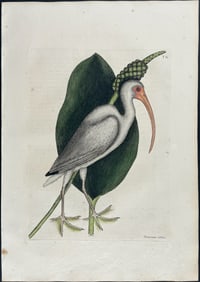 Catesby, First Ed - White Curlew . 1-82