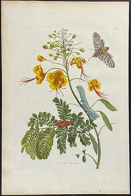 Merian, Folio - Peacock Flower with Moth Metamorphosis. 45