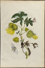 Merian, Folio - Cotton Plant with Moth Metamorphosis. 10