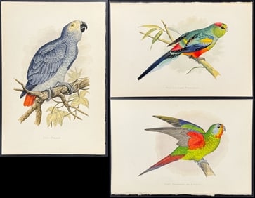 Greene - 5 Parrot, Parrakeet, Conure Prints