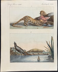 Bertuch - Platypus, Quoll