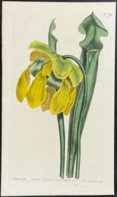Curtis - Carnivorous Plant: Yellow Side-saddle Flower. 780