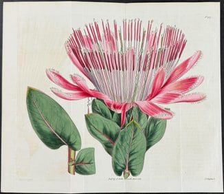 Curtis - Rayed-flowered Protea. 1717