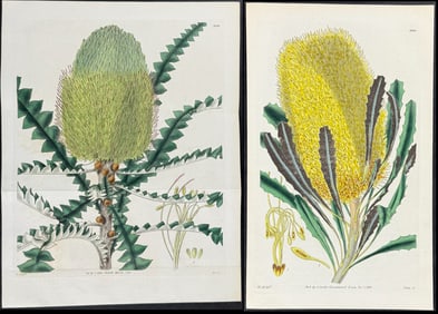 Curtis - 3 Banksia Prints (Native to Australia)