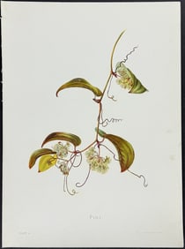 Sinclair, Hawaii - Pioi (Smilax sandwicensis)