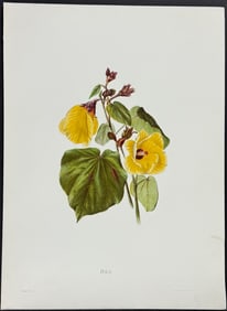 Sinclair, Hawaii - Hau (Hibiscus tiliaceus)