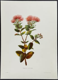 Sinclair, Hawaii - Ohia-lehua (Metrosideros polymorpha)