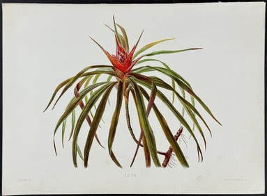 Sinclair, Hawaii - Ieie (Freycinetia arborea)