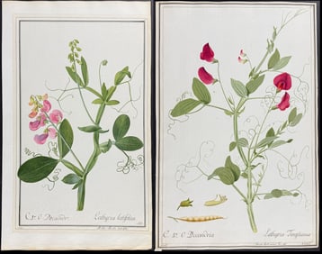 4 Original Watercolors of Sweet Pea (Lathyrus) after Nebl, Ledel for Miller, Jacquin, Curtis