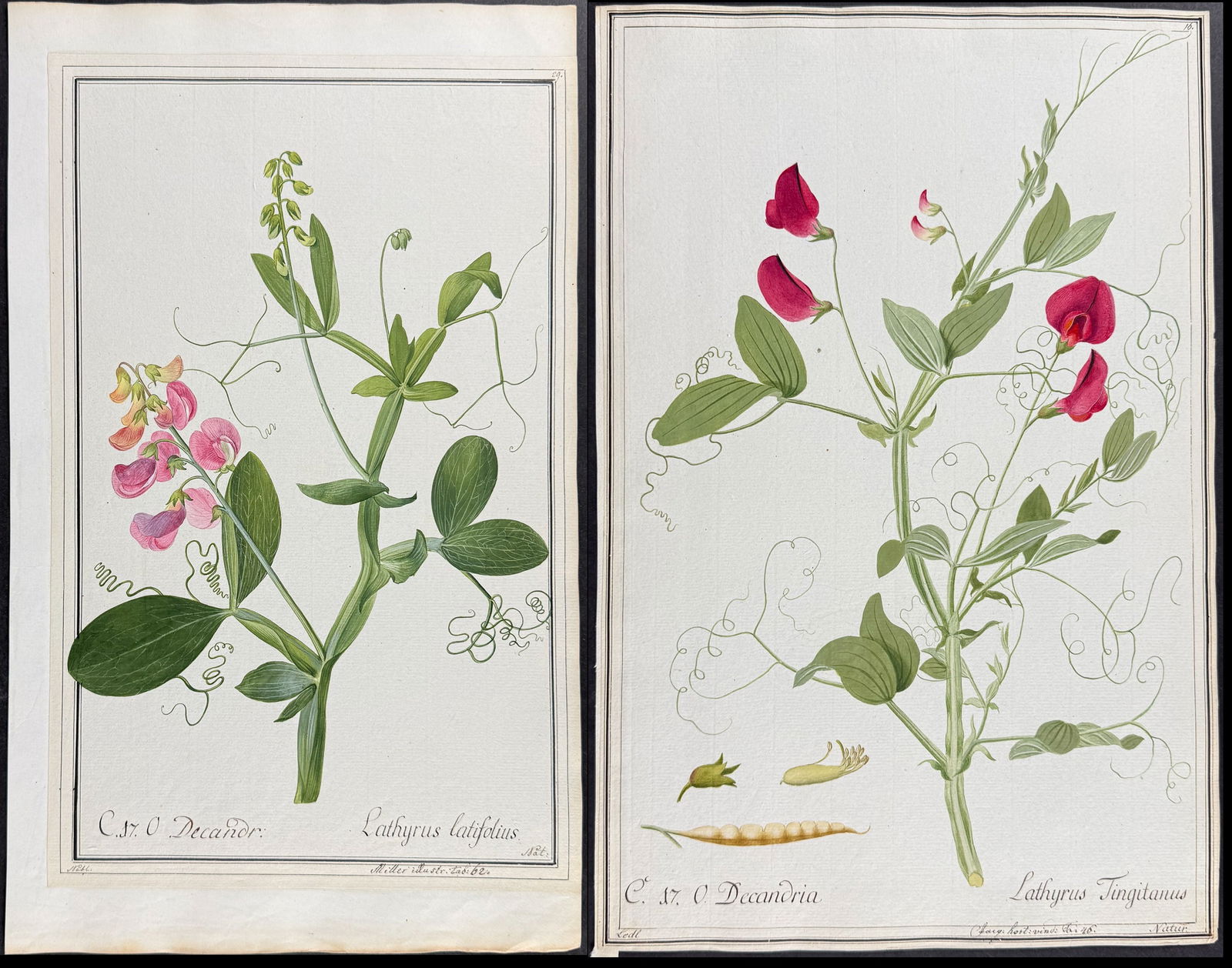 4 Original Watercolors of Sweet Pea (Lathyrus) after Nebl, Ledel for Miller, Jacquin, Curtis (1 of 5)