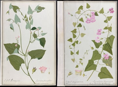 3 Original Watercolors of Flowers on Vines after Ledel, Schmid for Dillet, Jacquin (according to