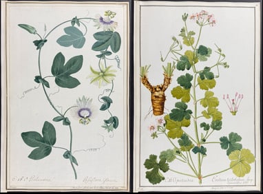 4 Original Watercolors of Passion Flower, Erodium after Fran, Ledel, Knapp, Herz for Jacquin, Cavan