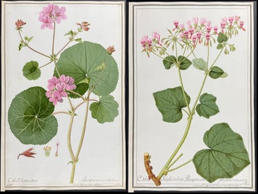 4 Original Watercolors of Geranium after Ledel, Ledelmaier for Cavanill (according to Linnaeus