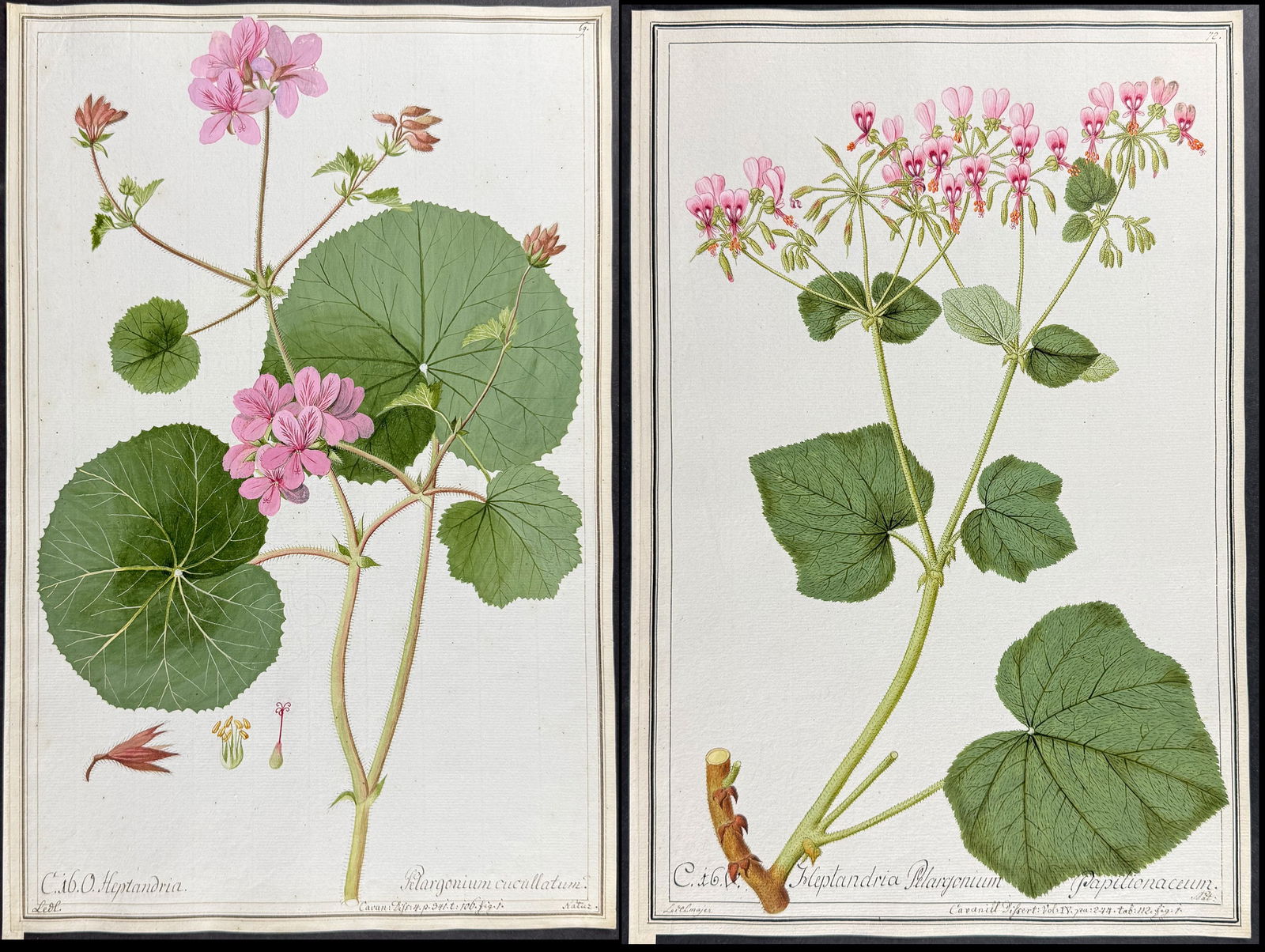 4 Original Watercolors of Geranium after Ledel, Ledelmaier for Cavanill (according to Linnaeus (1 of 5)