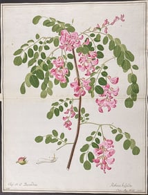 Original Watercolor of Rose-Acacia (Robinia hispida) after Ledl for Curtis (according to Linnaeus