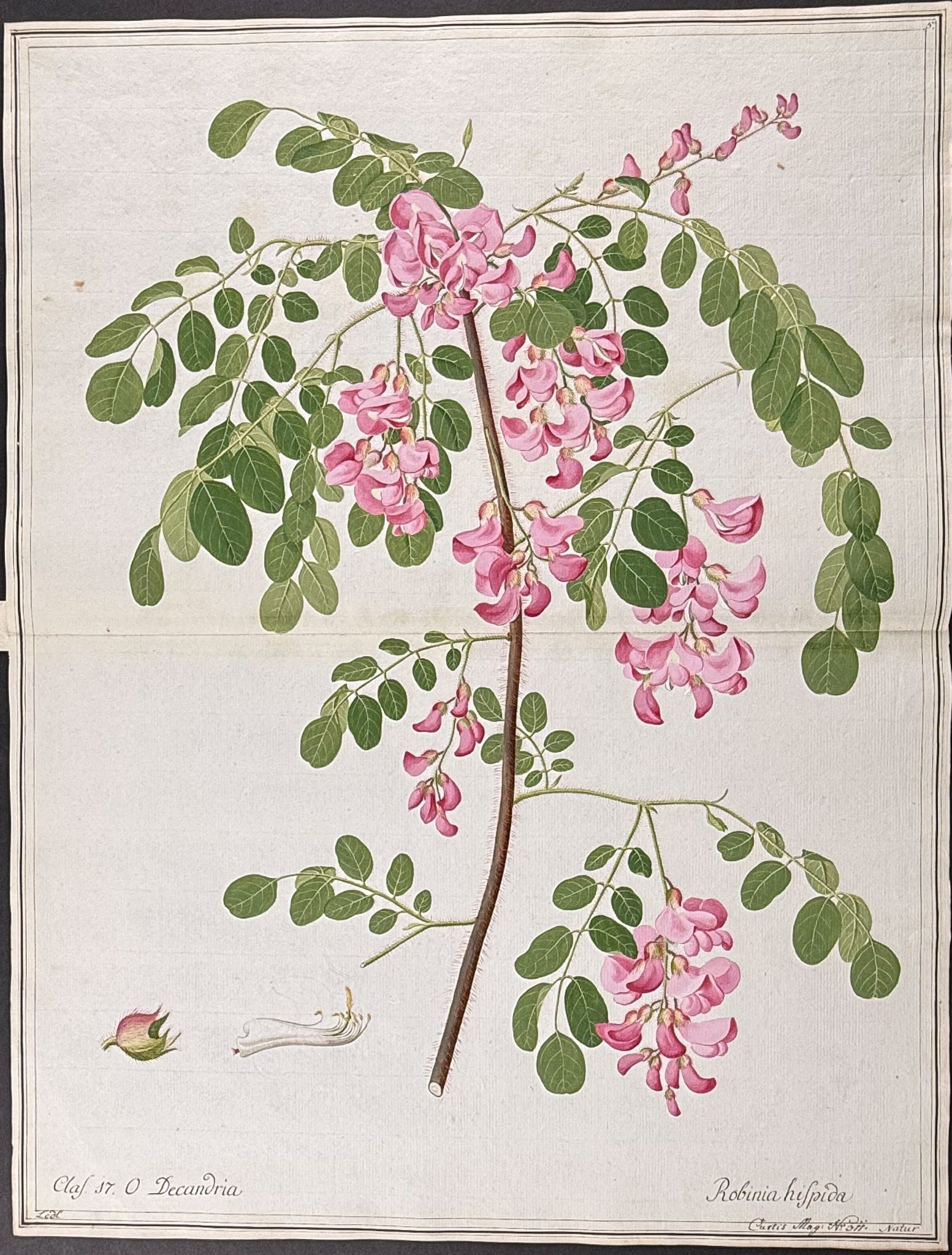 Original Watercolor of Rose-Acacia (Robinia hispida) after Ledl for Curtis (according to Linnaeus: This superb original botanical watercolor is from a manuscript entitled Hortus Botanicus which illustrated plants according to the Linnaean system and Willdenow's revisions. The manuscript was complet