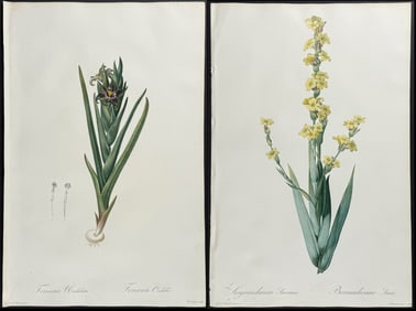 Redoute, Folio - Pair of Botanical Engravings