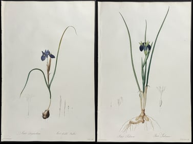 Redoute, Folio - Pair of Iris Engravings