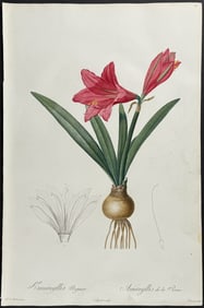 Redoute, Folio - Mexican Lily (Amaryllis Reginae). 9