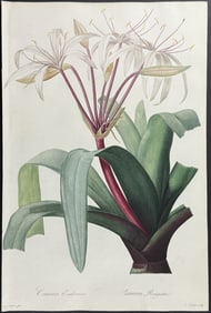 Redoute, Folio - Swamp Crinum Lily (Crinum Erubescens). 27