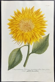 Weinmann - Sunflower. 372