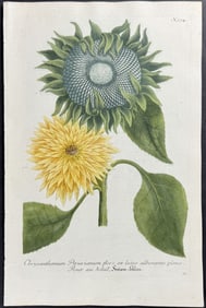 Weinmann - Peruvian Sunflower. 374