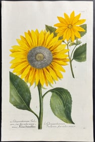 Weinmann - Sunflower. 373