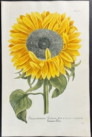Weinmann - Sunflower. 371