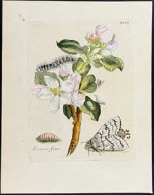 Merian - Apple Branch & Moth Metamorphosis. 18