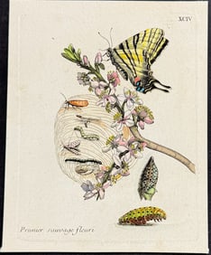 Merian - Plum Branch with Butterfly Metamorphosis. 94