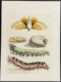 Merian - Moth Metamorphosis. 97