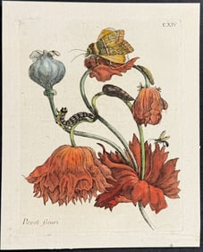 Merian - Poppy & Moth Metamorphosis. 114