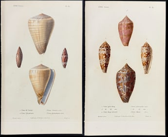 Kiener - 6 Cone Shell Engravings
