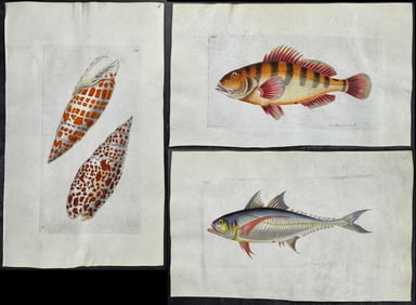 Shaw & Nodder, On Vellum - 12 Fish & Shell Engravings