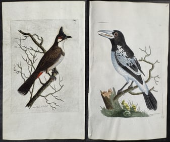 Shaw & Nodder, On Vellum - 6 Bird Engravings