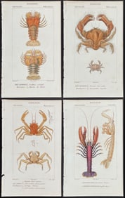 Turpin - Large Lot of 39 Crustacean Engravings (Lobster, Crab)
