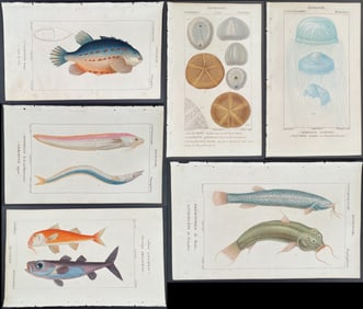 Turpin - Large Lot of 75 Fish, Shell, Sea Life Engravings