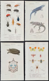 Turpin - Lot of 50 Engravings: 23 Insect & 27 Reptile or Amphibian Engravings (8 Color + 19 BW
