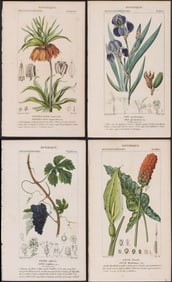 Turpin - Large Lot of 136+ Botanical Engravings