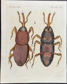 Bertuch - Weevil