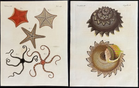 Bertuch - 3 Sea Life Engravings (Starfish, Asterias, Shell)
