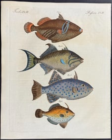 Bertuch - Triggerfish