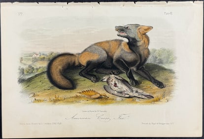 Audubon - American Cross Fox. 6