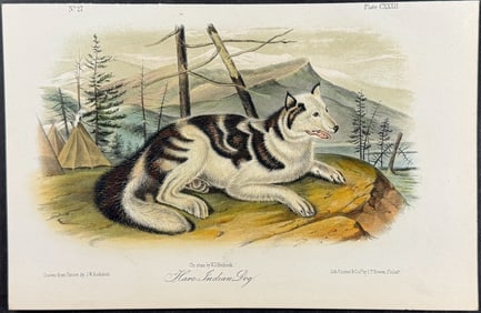 Audubon - Hare Indian Dog. 132