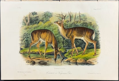 Audubon - Columbian Black-Tailed Deer. 106