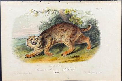 Audubon - Common American Wild-Cat. 1