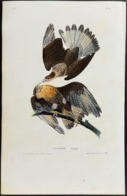 Audubon - Caracara Eagle. 4